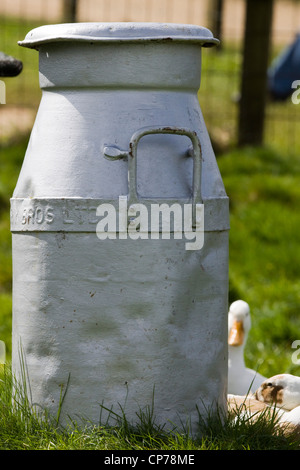 Weiße Ente saß eine alte Milchkanne Anas Platyrhynchos Stockfoto