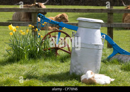 Weiße Ente saß eine alte Milchkanne Anas Platyrhynchos Stockfoto