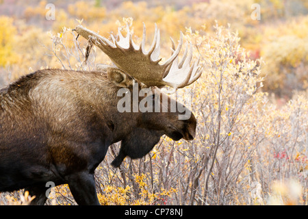 Einen großen Elchbullen führt durch das Herbstlaub in Denali Nationalpark und Reservat, Alaska Interior Stockfoto