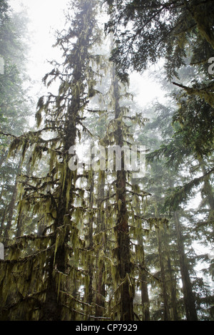 Alte Bäume im Nebel, Mount-Rainier-Nationalpark, Washington, USA. Stockfoto