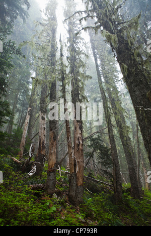 Alte Bäume im Nebel, Mount-Rainier-Nationalpark, Washington, USA. Stockfoto