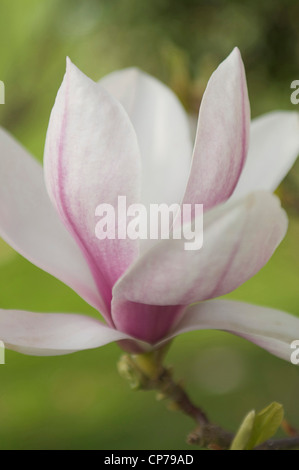 Sorte Magnolie, Magnolia, weiß, grün. Stockfoto