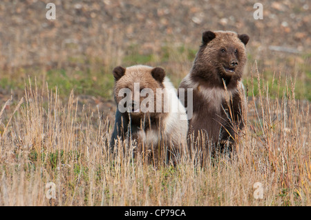 Frühling Grizzly Jungen spielen in der Wiese, Denali National Park & Preserve, innen Alaska, Herbst Stockfoto