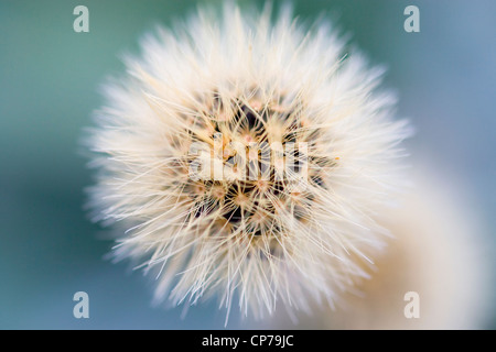 Parnass Witwenblume, Pterocephalus Perennis, weiße behaarte Samen Kopf von oben gesehen. Stockfoto