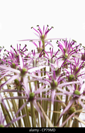 Allium Christophii, Allium, lila, weiss. Stockfoto