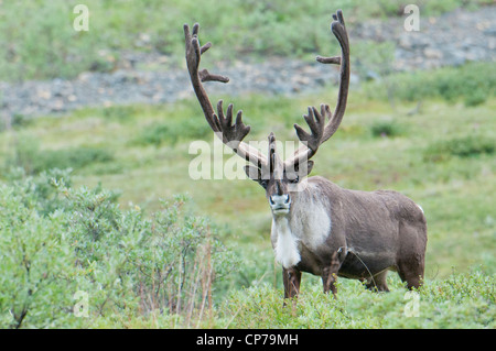 Großen Bull Caribou im Denali Nationalpark & Preserve, innen Alaska, Sommer Stockfoto