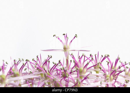 Allium Christophii, Allium, lila, weiss. Stockfoto