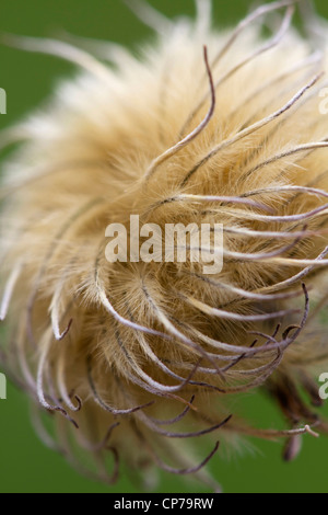 Clematis-Sorte, Clematis, braun, grün. Stockfoto