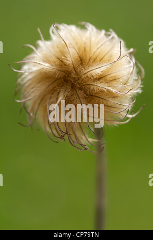 Clematis-Sorte, Clematis, braun, grün. Stockfoto