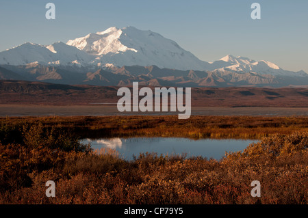 Mt. McKinley mit Reflexion in kleinen Tundra Teich, Denali National Park & Preserve, innen Alaska, Herbst Stockfoto