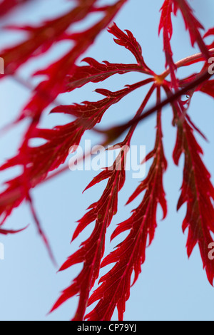 Acer Palmatum Dissectum Atropurpureum, japanischer Ahorn, rot, blau. Stockfoto