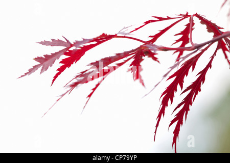 Acer Palmatum Dissectum Atropurpureum, japanischer Ahorn, rot. Stockfoto