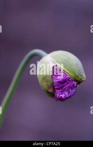 Papaver Somniferum, Schlafmohn, lila Blüten, die aus einer grünen Knospe an einem Stiel lila Hintergrund. Stockfoto