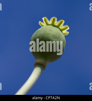 Papaver Somniferum, Mohn, Schlafmohn, grün und blau. Stockfoto