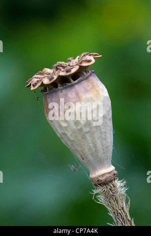 Papaver Orientale, orientalische Mohn, seitlichen Blick auf eine braune Samenschote vor einem grünen Hintergrund. Stockfoto