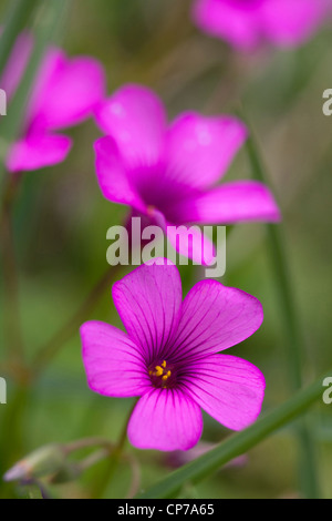 Phlox Douglasii Crackerjack, Phlox, rosa. Stockfoto