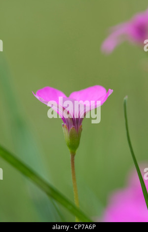 Phlox Douglasii Crackerjack, Phlox, rosa. Stockfoto