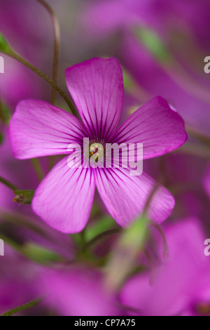 Phlox Douglasii Crackerjack, Phlox, rosa. Stockfoto