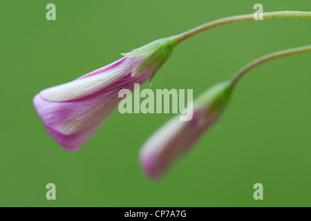 Phlox Douglasii Crackerjack, Phlox, rosa, grün. Stockfoto