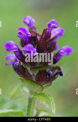 Prunella Vulgaris, selbst zu heilen, blau, grün. Stockfoto