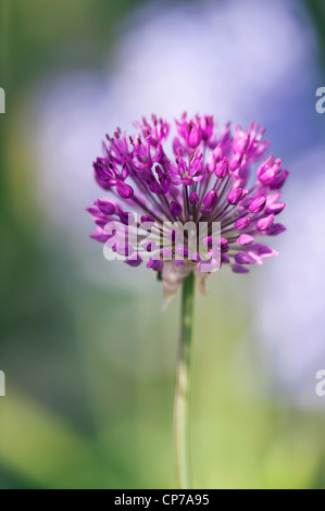 Allium Schoenoprasum, Schnittlauch, lila. Stockfoto