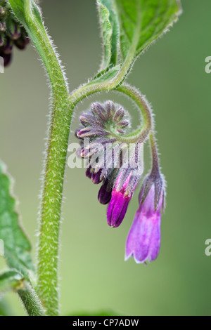 Symphytum Officinale, Beinwell, lila, grün. Stockfoto