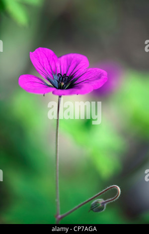 Geranium Maderense, Geranie, Madeiras Storchschnabel, rosa. Stockfoto