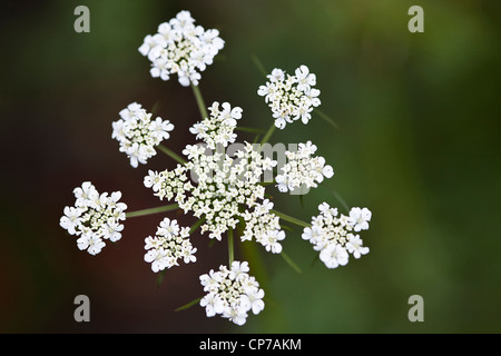 Petroselinum Neapolitanum, Petersilie, Blattpetersilie, weiß, grün. Stockfoto