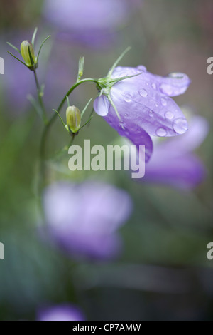 Campanula Rotundifolia, Glockenblume, blau. Stockfoto