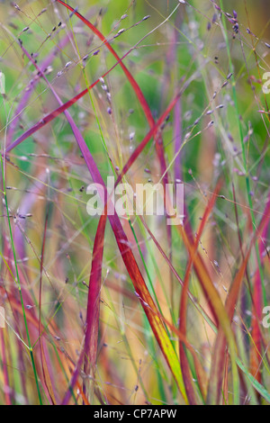 Imperata Cylindrica 'Rubra', Grass, roten Rasen, rot. Stockfoto