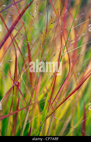 Imperata Cylindrica 'Rubra', Grass, roten Rasen, rot. Stockfoto