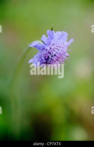 Knautia Arvensis blauen Feld Witwenblume Einzelblüte Stockfoto