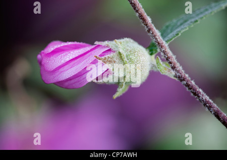 Lavatera X clementii 'Rosea', Baum Malve, rosa. Stockfoto