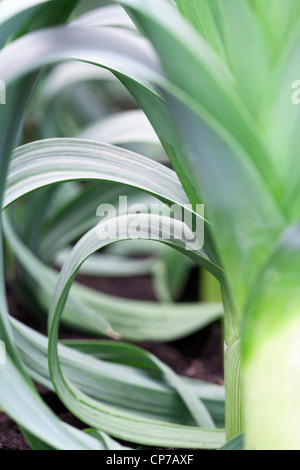 Allium Ampeloprasum Sorte, Lauch, grün. Stockfoto
