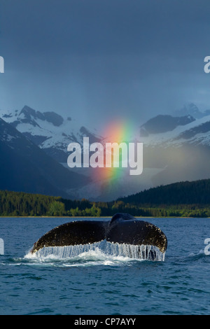 Zusammensetzung: Regenbogen über Eagle Beach mit einem wegzuwerfen Buckelwal in den Vordergrund, Inside Passage, Alaska Stockfoto