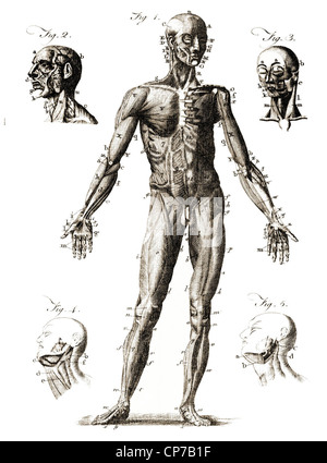 Diagramm mit der Bezeichnung Anatomie des Menschen. Von unbekannten Stecher in der Encyclopedia Britannica veröffentlicht 1771. Stockfoto