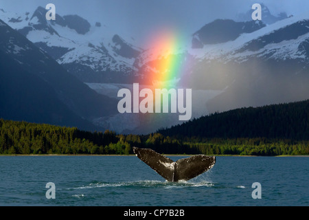 Zusammensetzung: Regenbogen über Eagle Beach mit einem wegzuwerfen Buckelwal in den Vordergrund, Inside Passage, Alaska Stockfoto