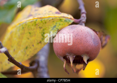 Canescens Germanica, Mispel, braun. Stockfoto