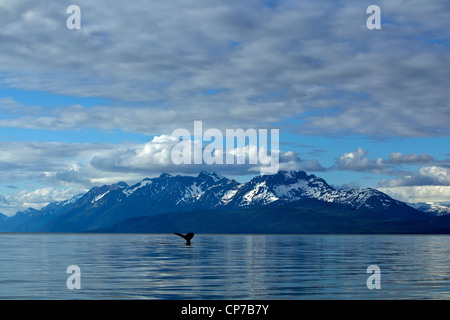 Buckelwal wegzuwerfen in Lynn Canal, Inside Passage, südöstlichen Alaska, Sommer Stockfoto