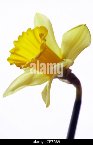 Narcissus Pseudonarcissus, Narzisse, gelb. Stockfoto