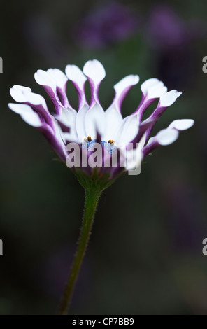 Osteospermum 'Margarita White Löffel', Osteospermum, weiß. Stockfoto