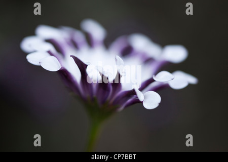 Osteospermum 'Margarita White Löffel', Osteospermum, weiß. Stockfoto