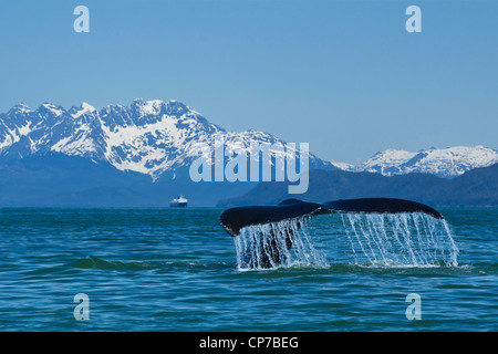 Zusammensetzung: Buckelwal wegzuwerfen in Lynn Kanal mit M/V Matanuska in der Ferne, Inside Passage, südöstlichen Alaska, Sommer Stockfoto