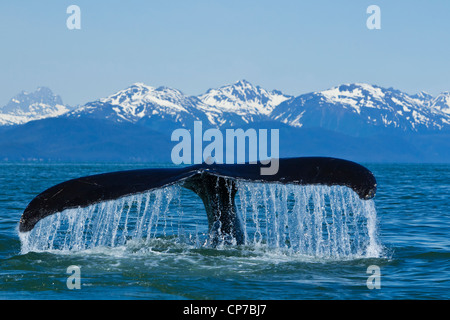 Buckelwal wegzuwerfen in Lynn Canal mit Chilkat Berge in der Ferne, Inside Passage, südöstlichen Alaska, Sommer Stockfoto