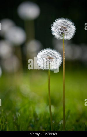 Zwei Löwenzahn Blumen Samen gegangen Stockfoto