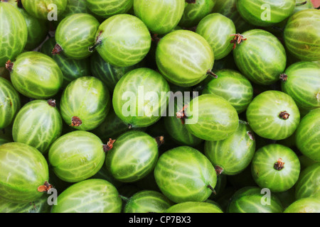 Ribes Uva-Crispa, Stachelbeere, grün, grün. Stockfoto