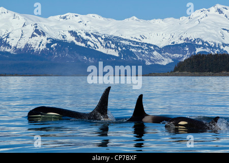 Zusammensetzung: Familie von Schwertwalen Oberfläche in Lynn Canal in der Nähe von Juneau mit Chilkat Bergen im Hintergrund, Alaska Stockfoto