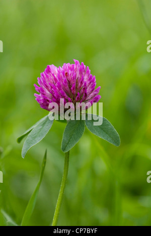 Trifolium Pratense, Klee, lila, grün. Stockfoto