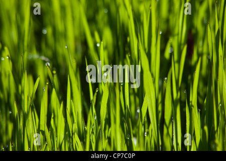 Rasen, Rasen, grün, grün. Stockfoto