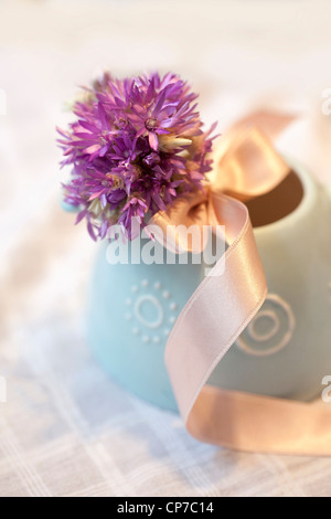 Helichrysum Sorte, ewige Blume lila. Stockfoto